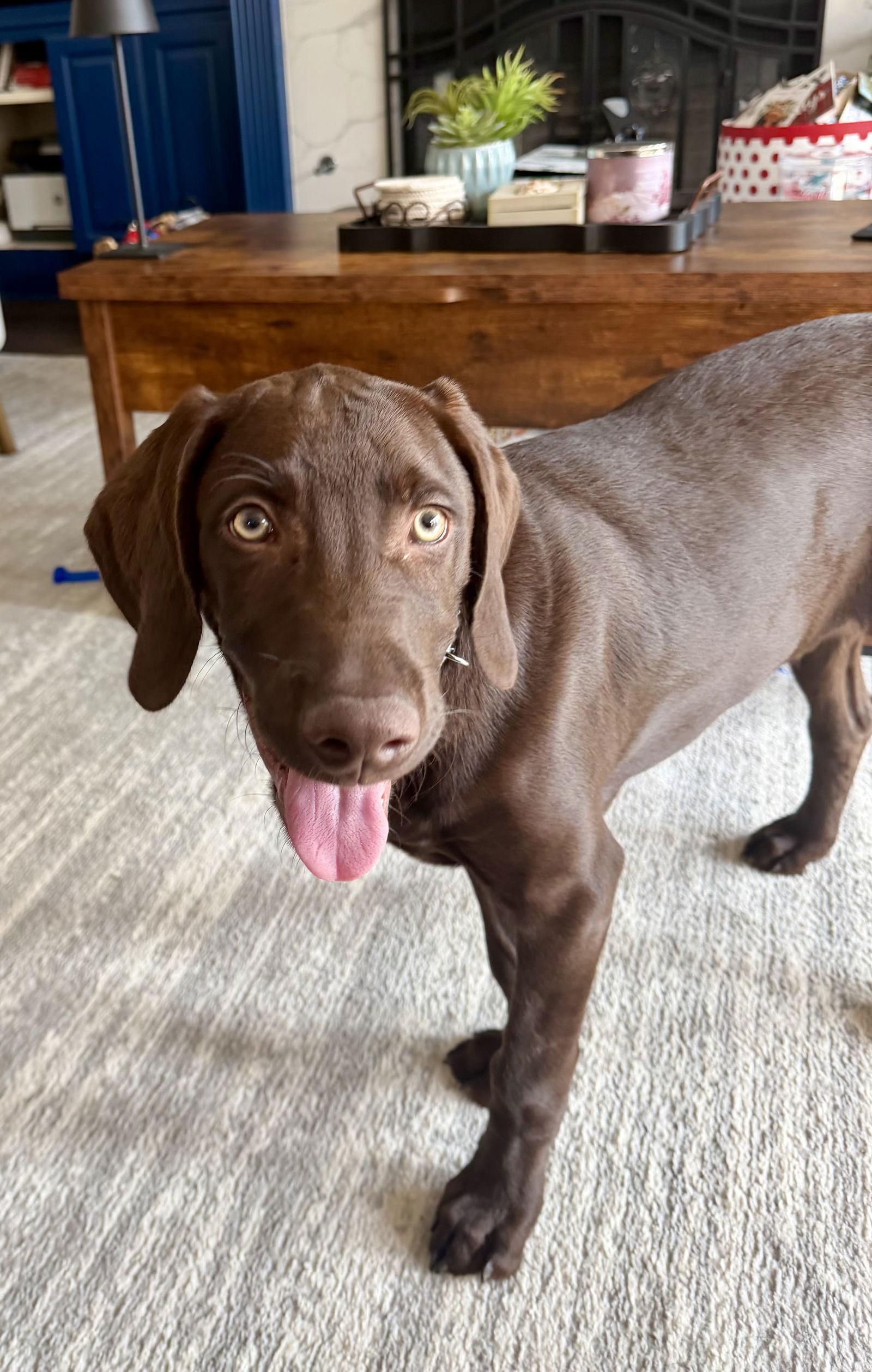 Enlarge Phil, a Adopted Labrador Retriever in Fort Worth, TX image 2/3