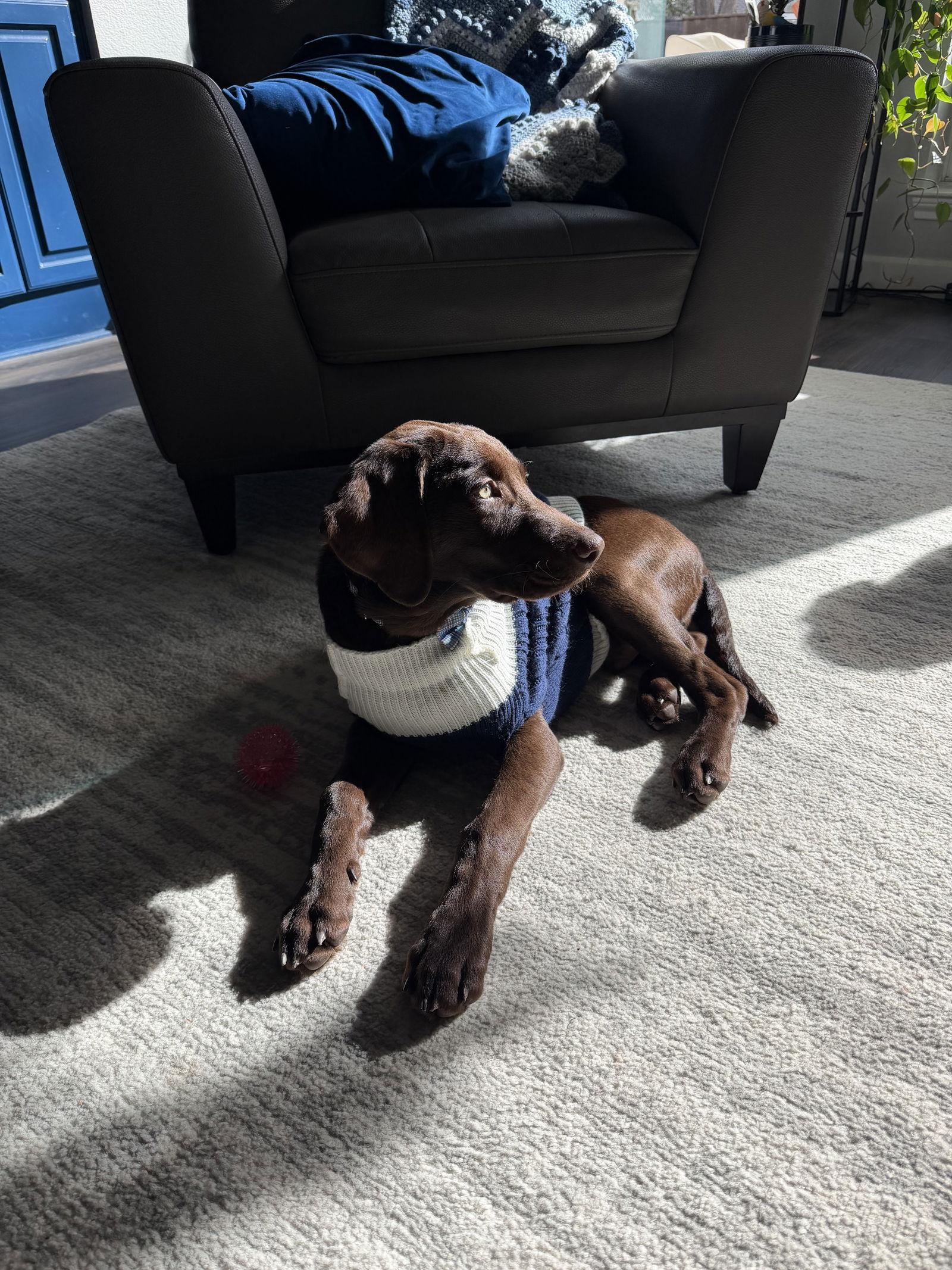 Enlarge Phil, a Adopted Labrador Retriever in Fort Worth, TX image 3/3