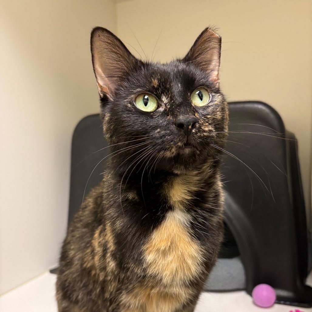 Enlarge Eos, a Adoptable Domestic Short Hair in Nashville, TN image 2/5