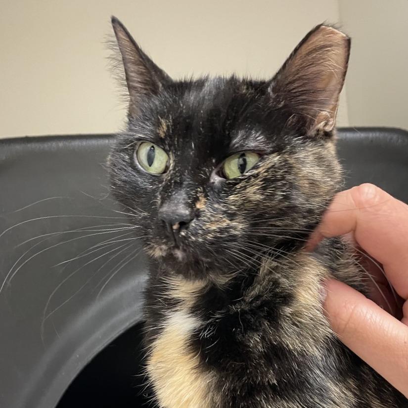 Enlarge Eos, a Adoptable Domestic Short Hair in Nashville, TN image 3/5