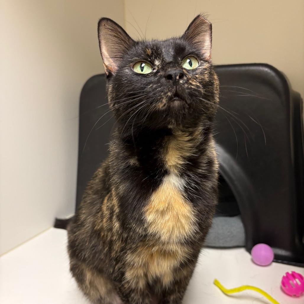 Enlarge Eos, a Adoptable Domestic Short Hair in Nashville, TN image 4/5