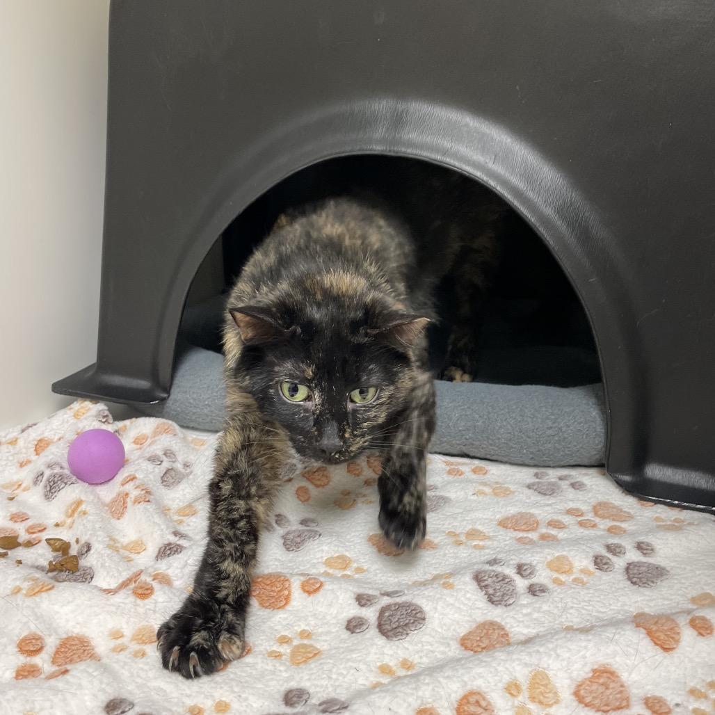 Enlarge Eos, a Adoptable Domestic Short Hair in Nashville, TN image 5/5