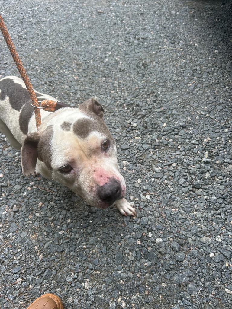 Samara, Adoptable, Adult Female Mixed Breed.