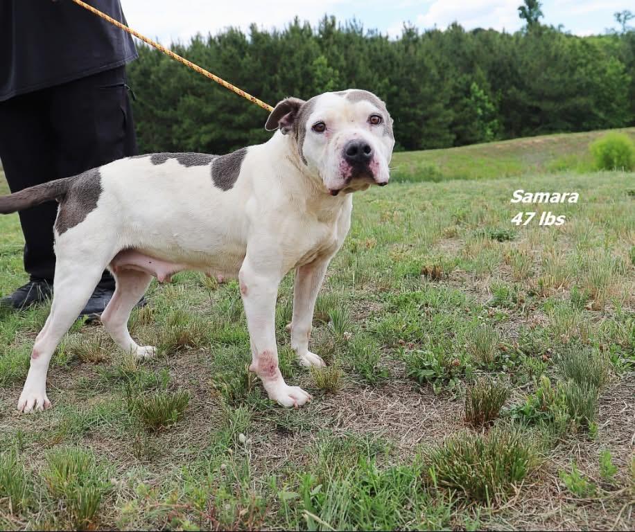 Enlarge Samara, a Adoptable mixed breed in Oxford, NC image 1/1