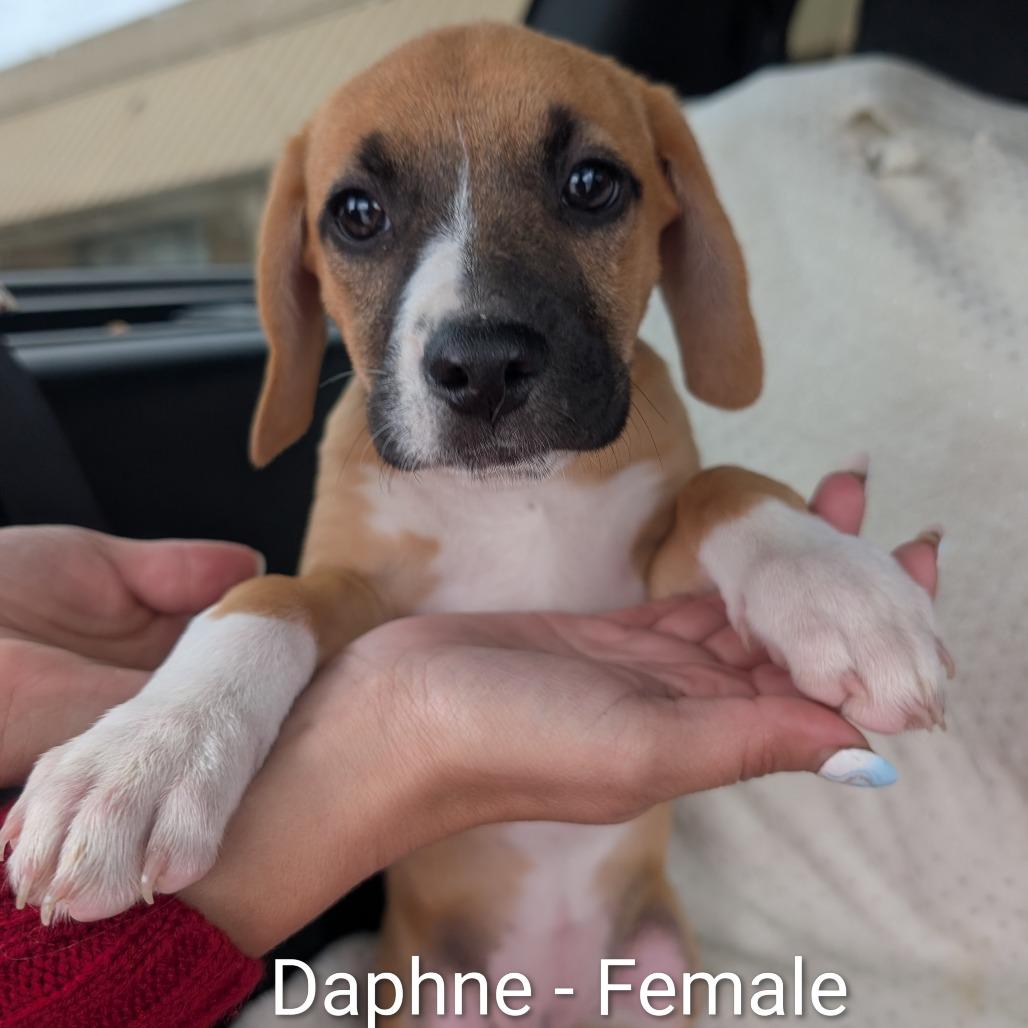 Daphne, Adoptable, Puppy Female Beagle.