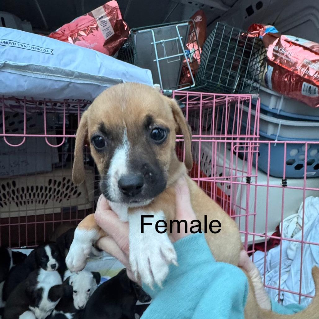 Enlarge Daphne, a Adoptable Beagle in West Plains, MO image 2/2