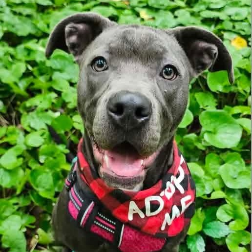 Scottie, Adoptable, Young Female Pit Bull Terrier.