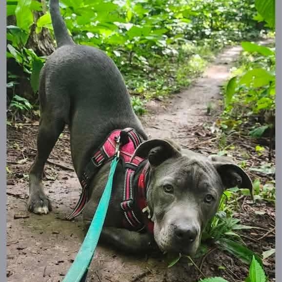 Enlarge Scottie, a Adoptable mixed breed in East Peoria, IL image 3/6