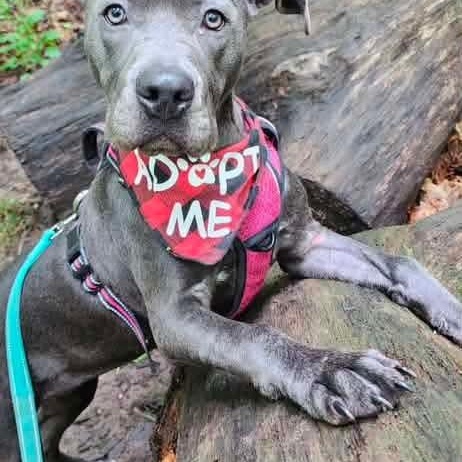 Enlarge Scottie, a Adoptable mixed breed in East Peoria, IL image 2/6