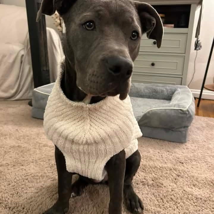 Enlarge Scottie, a Adoptable mixed breed in East Peoria, IL image 6/6