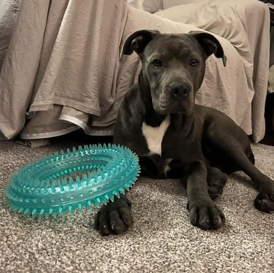 Enlarge Scottie, a Adoptable mixed breed in East Peoria, IL image 4/6