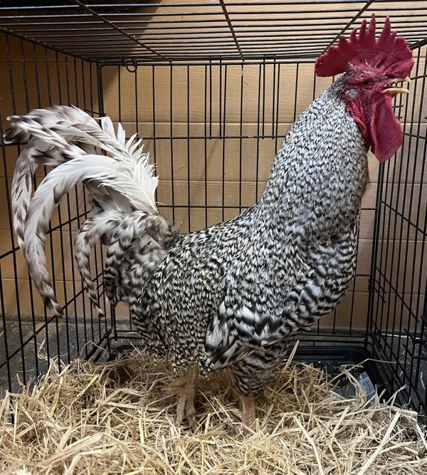 Enlarge Sprite, a Adoptable mixed breed in Monterey, CA image 1/1