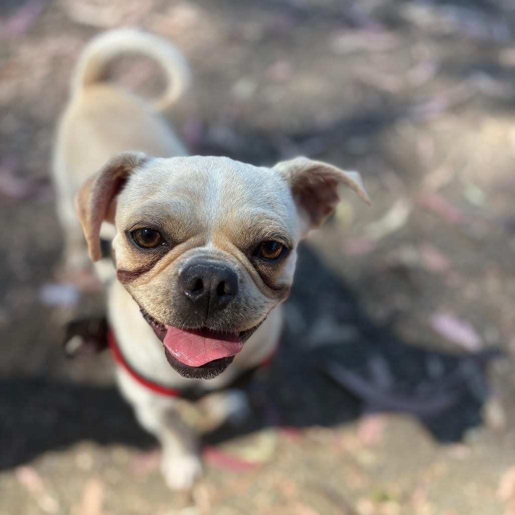 Edgar, a Adoptable mixed breed in San Pablo, CA image 1/6