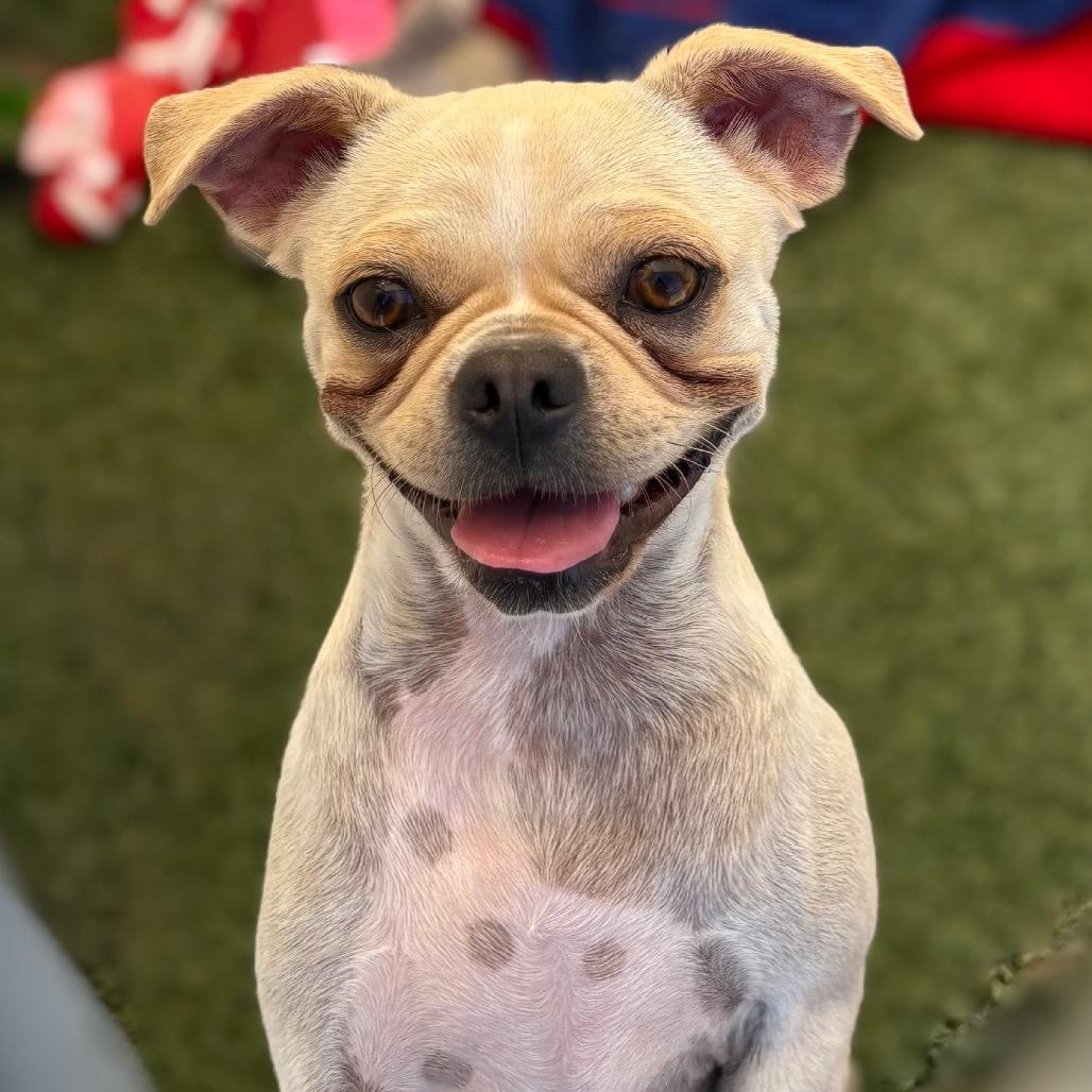 Edgar, a Adoptable mixed breed in San Pablo, CA image 2/6
