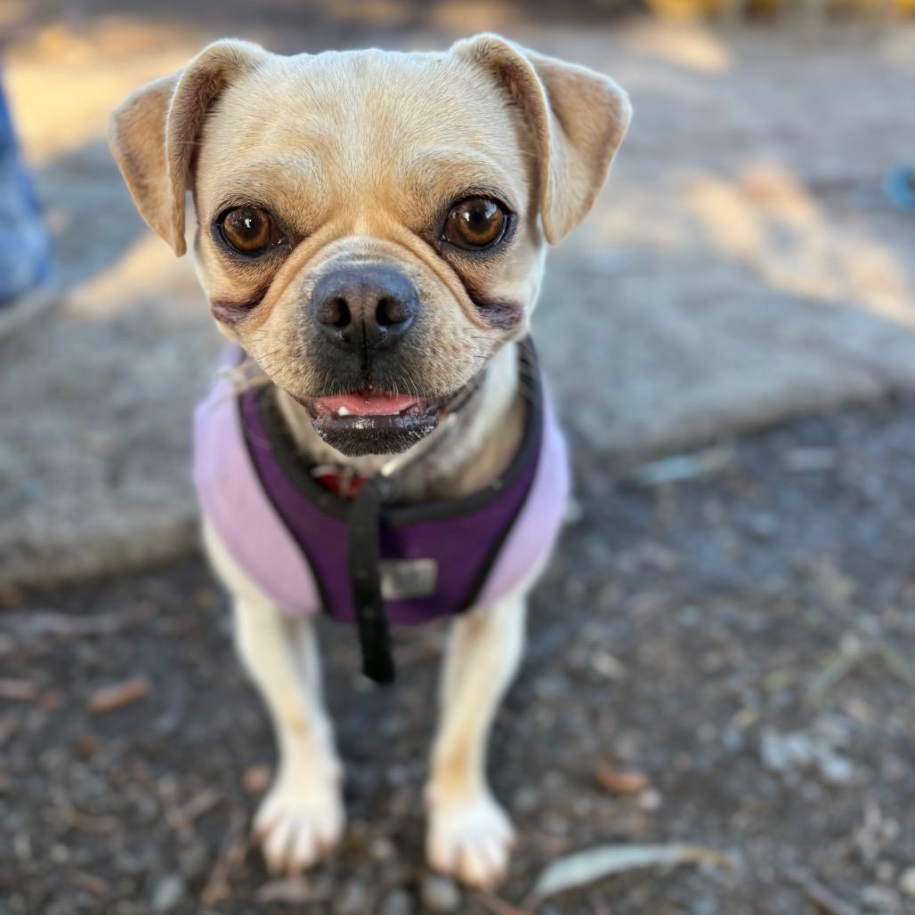 Edgar, a Adoptable mixed breed in San Pablo, CA image 3/6