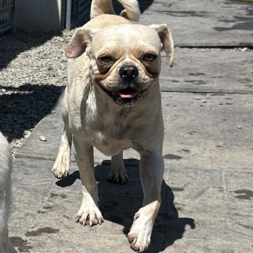 Edgar, a Adoptable mixed breed in San Pablo, CA image 4/6