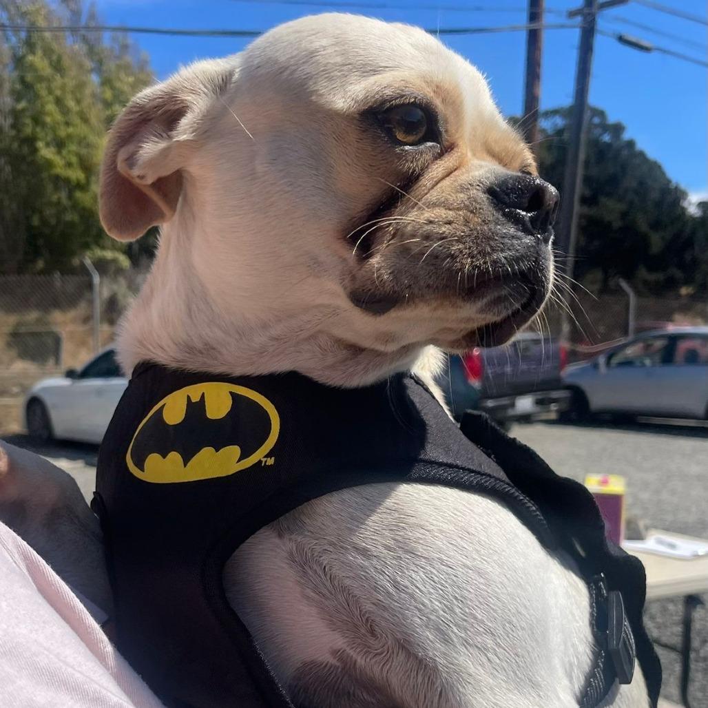 Edgar, a Adoptable mixed breed in San Pablo, CA image 5/6