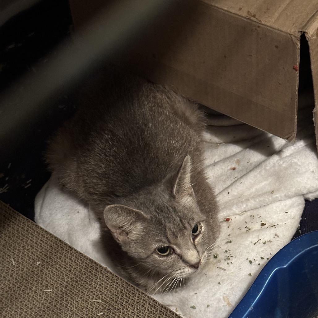 Loca / 2, Adoptable, Adult Female Domestic Short Hair.