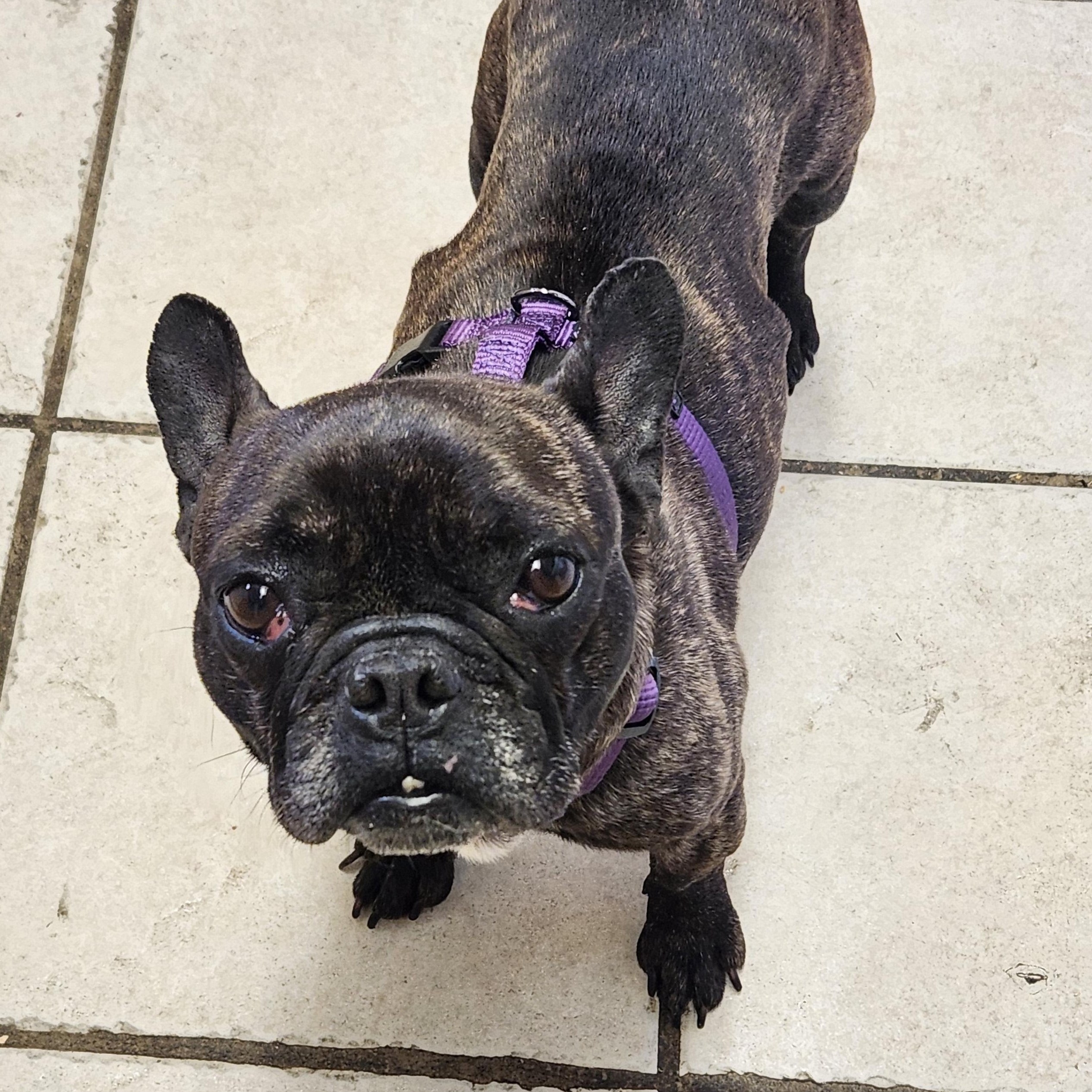 GIDGET