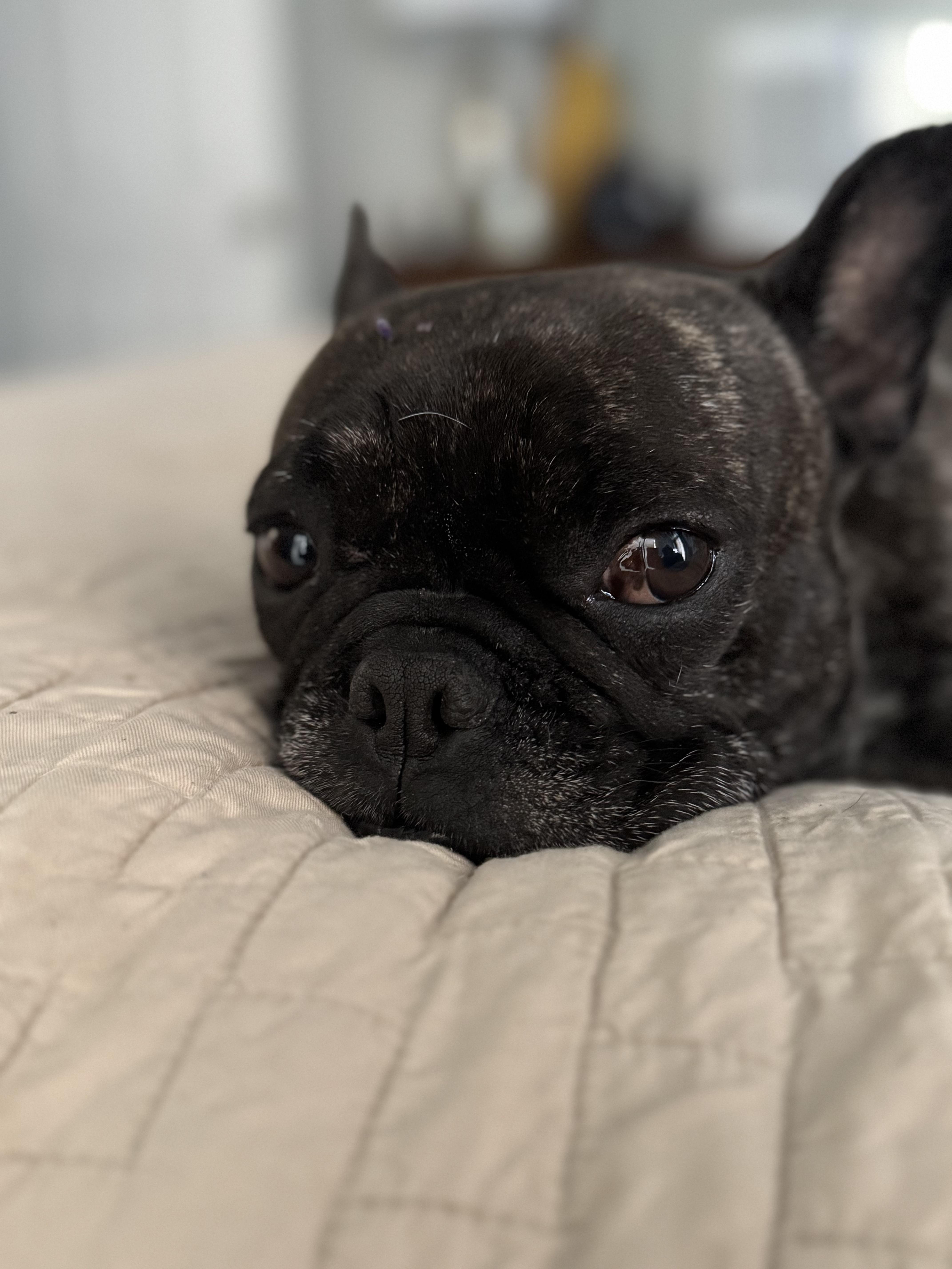 GIDGET