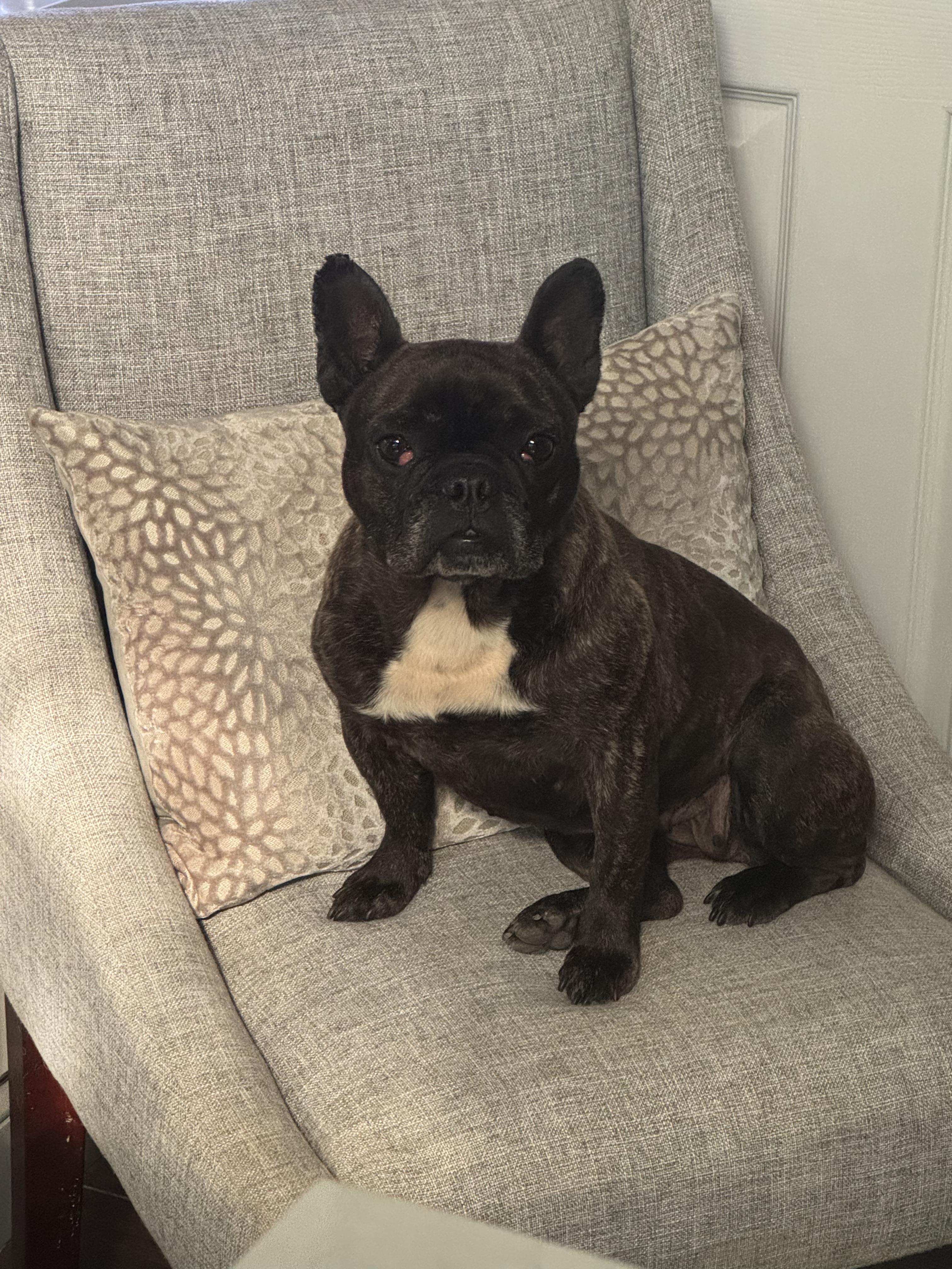 GIDGET