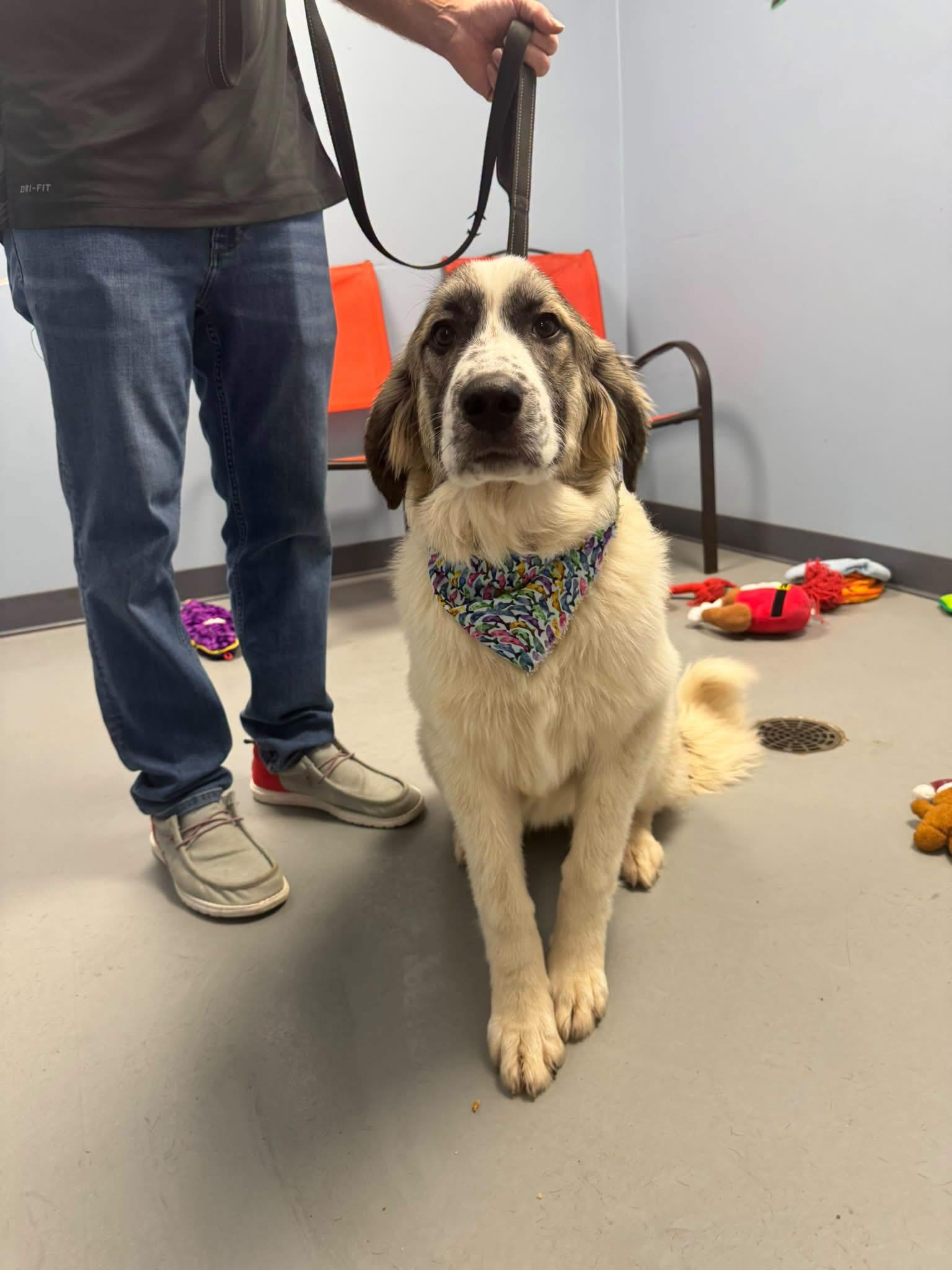 Enlarge Seek, a Adopted Anatolian Shepherd in Zanesville, OH image 2/2