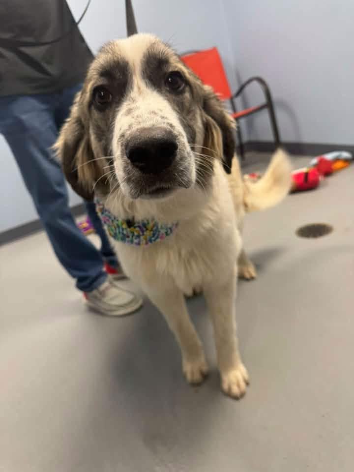 Enlarge Seek, a Adopted Anatolian Shepherd in Zanesville, OH image 1/2