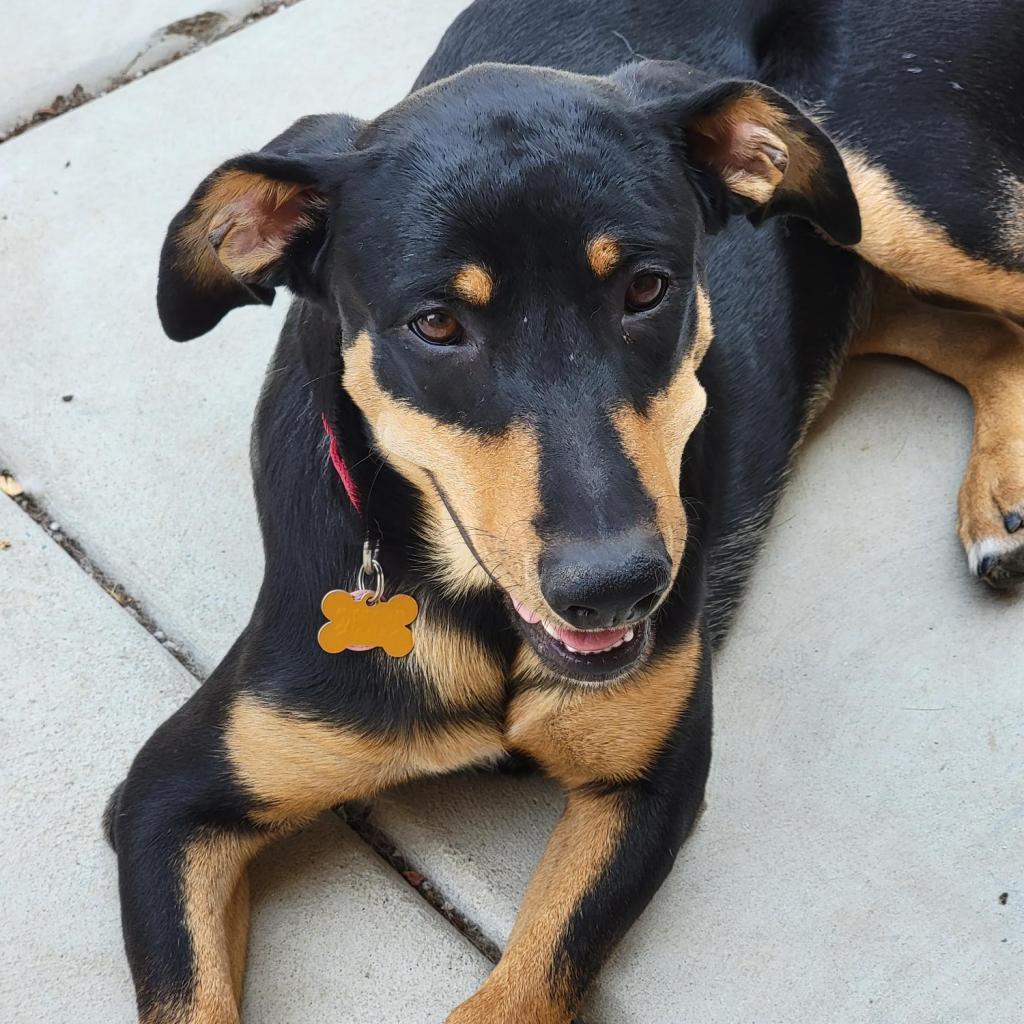 Etta, Adoptable, Adult Female Shepherd & Mixed Breed.