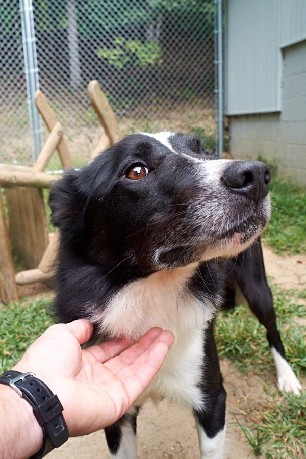 Enlarge Pup-Pup *Community Post*, a ADOPTABLE Border Collie in Floyd, VA image 6/6
