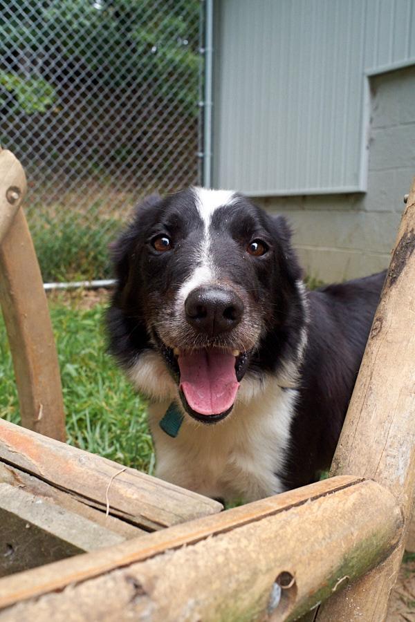 Pup-Pup *Community Post*, ADOPTABLE, Adult Male Border Collie.