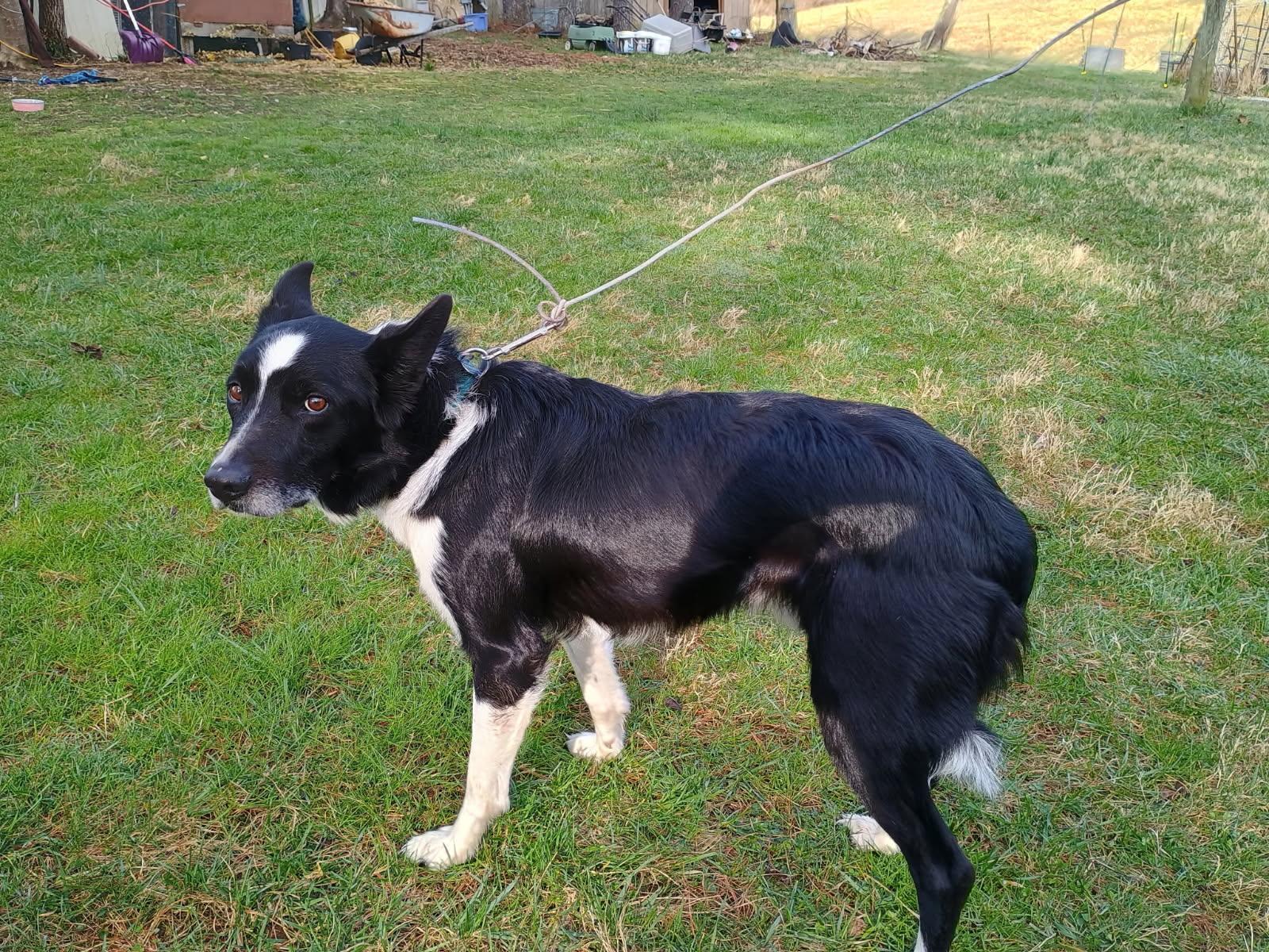 Enlarge Pup-Pup *Community Post*, a ADOPTABLE Border Collie in Floyd, VA image 4/6