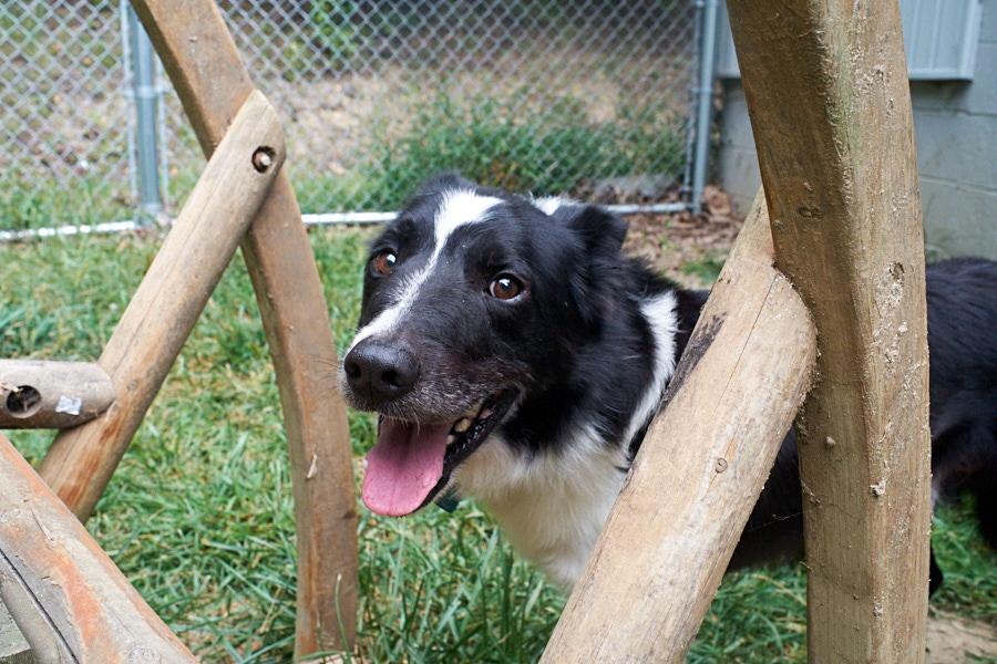 Enlarge Pup-Pup *Community Post*, a ADOPTABLE Border Collie in Floyd, VA image 3/6