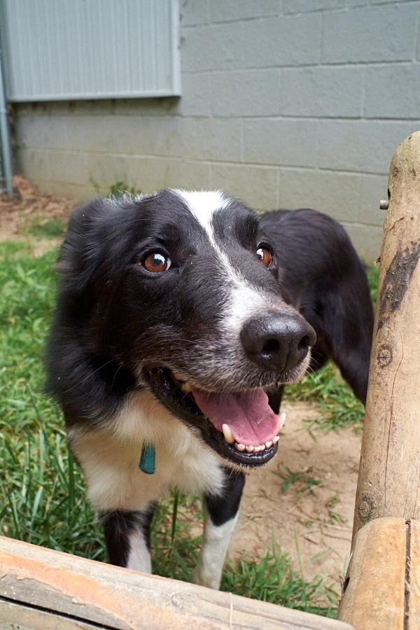 Enlarge Pup-Pup *Community Post*, a ADOPTABLE Border Collie in Floyd, VA image 2/6