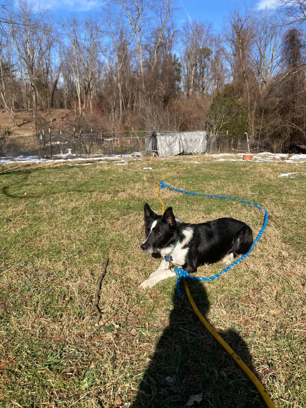 Enlarge Pup-Pup *Community Post*, a ADOPTABLE Border Collie in Floyd, VA image 5/6
