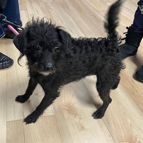 Enlarge STARZ, a Adoptable mixed breed in San Martin, CA image 1/1