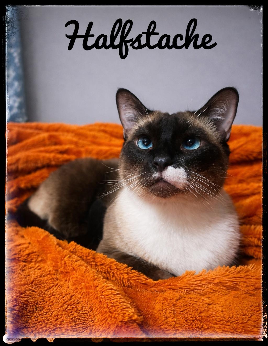 Enlarge Halfstache, a Adoptable Snowshoe in El Cajon, CA image 1/1