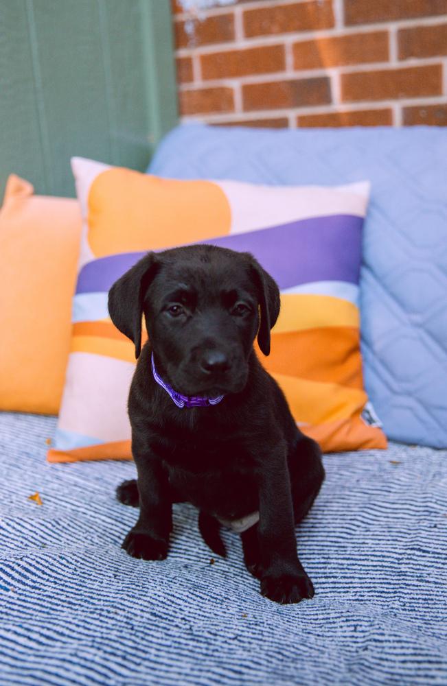 DeGrays / Sol / Lark, Adopted, Puppy Female Labrador Retriever & Mixed Breed.