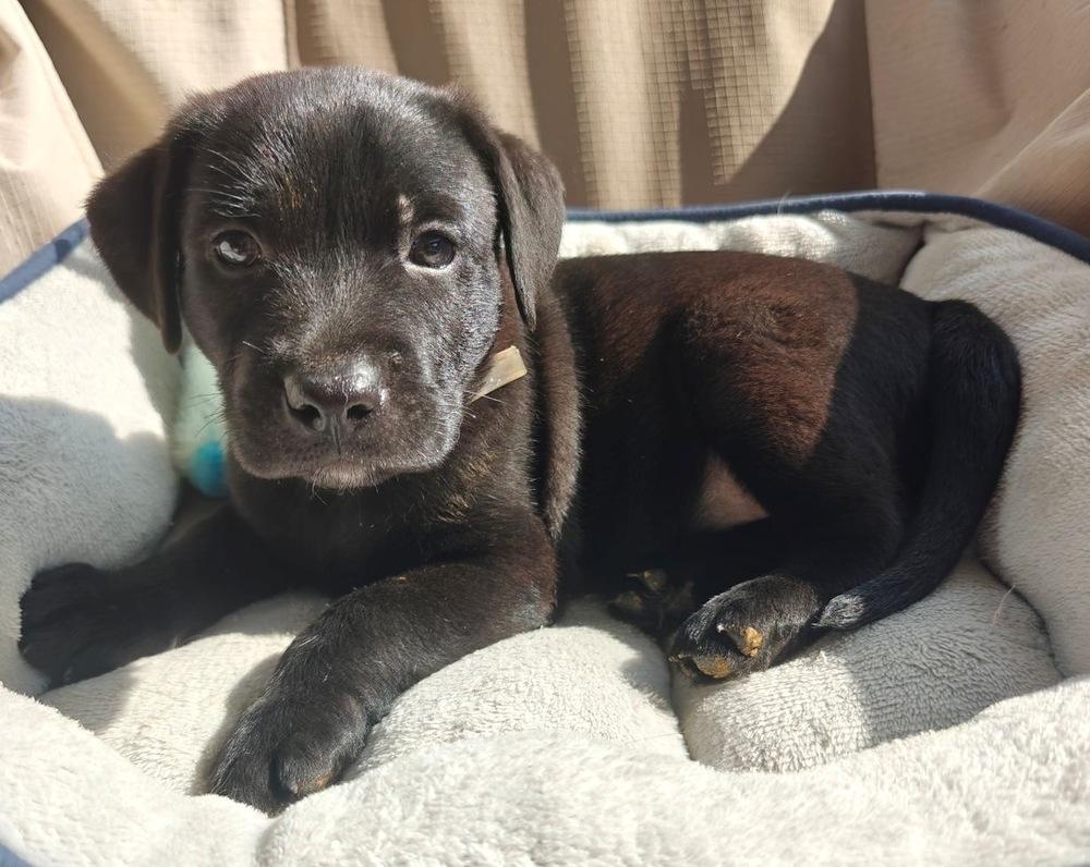 DeGrays / Sol / Lark, a Adopted mixed breed in Broomfield, CO image 3/4