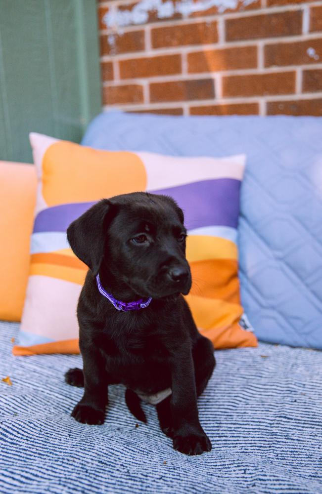 DeGrays / Sol / Lark, a Adopted mixed breed in Broomfield, CO image 4/4