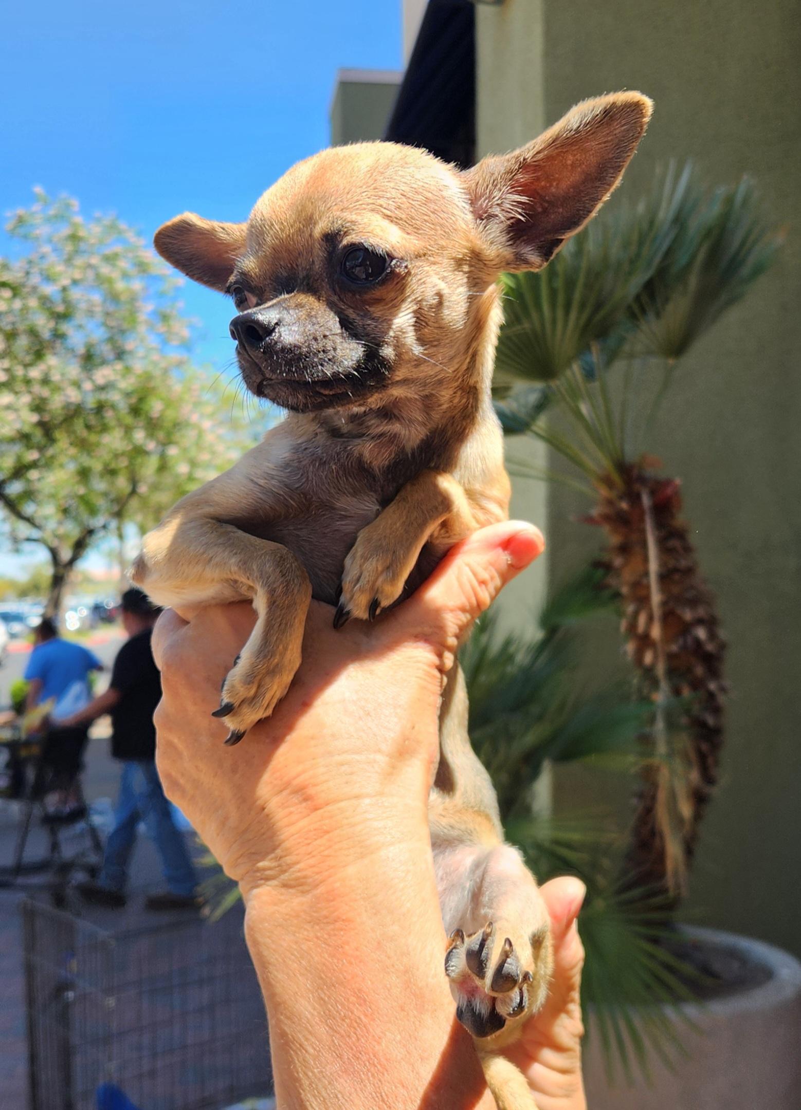 Enlarge CHIQUITA, an adopted Chihuahua in Las Vegas, NV image 3/4
