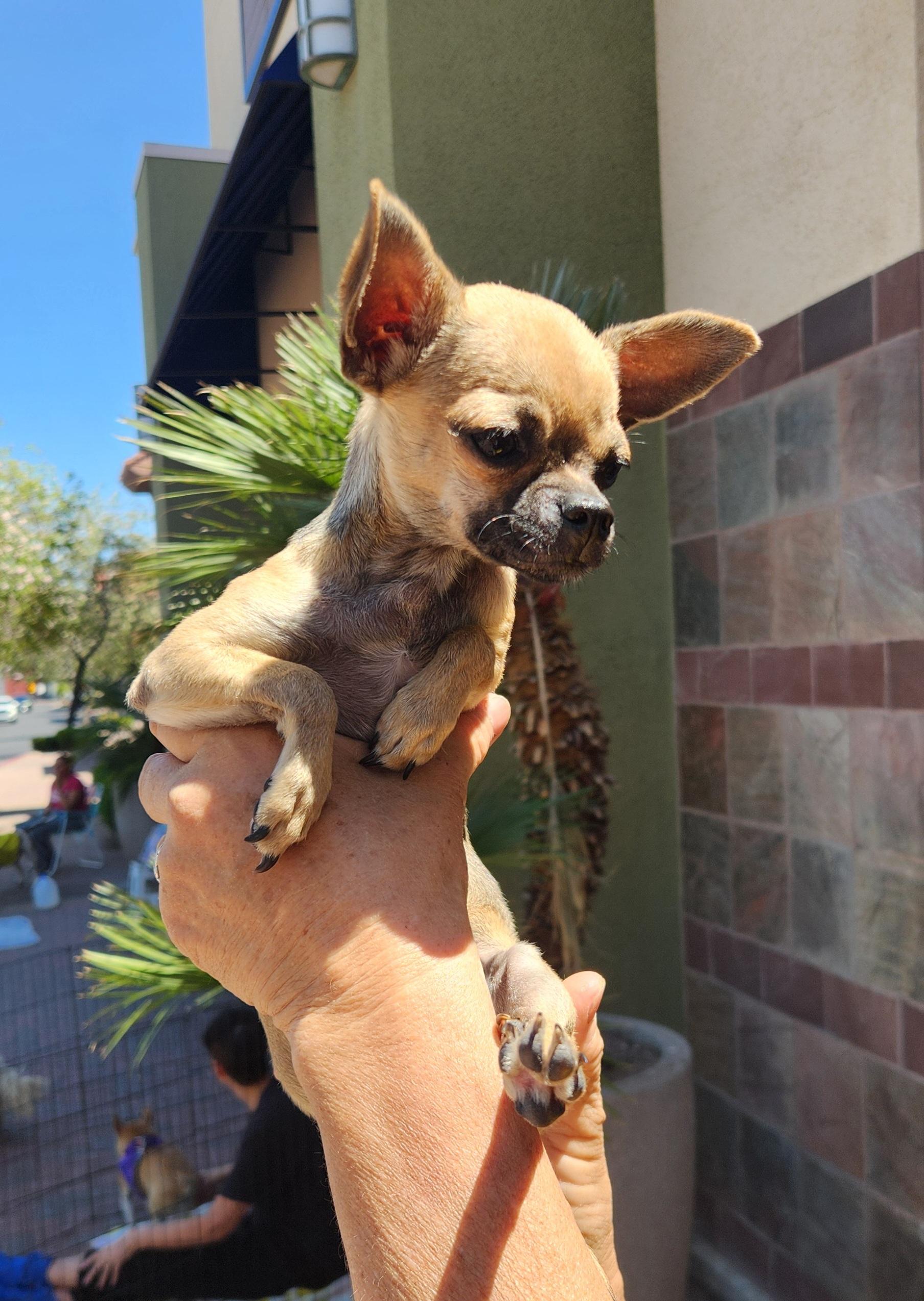 Enlarge CHIQUITA, an adopted Chihuahua in Las Vegas, NV image 2/4