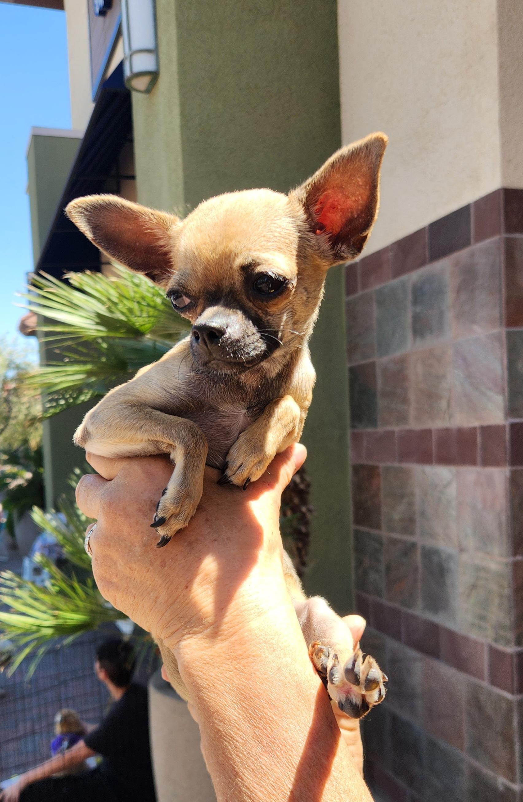 Enlarge CHIQUITA, an adopted Chihuahua in Las Vegas, NV image 4/4