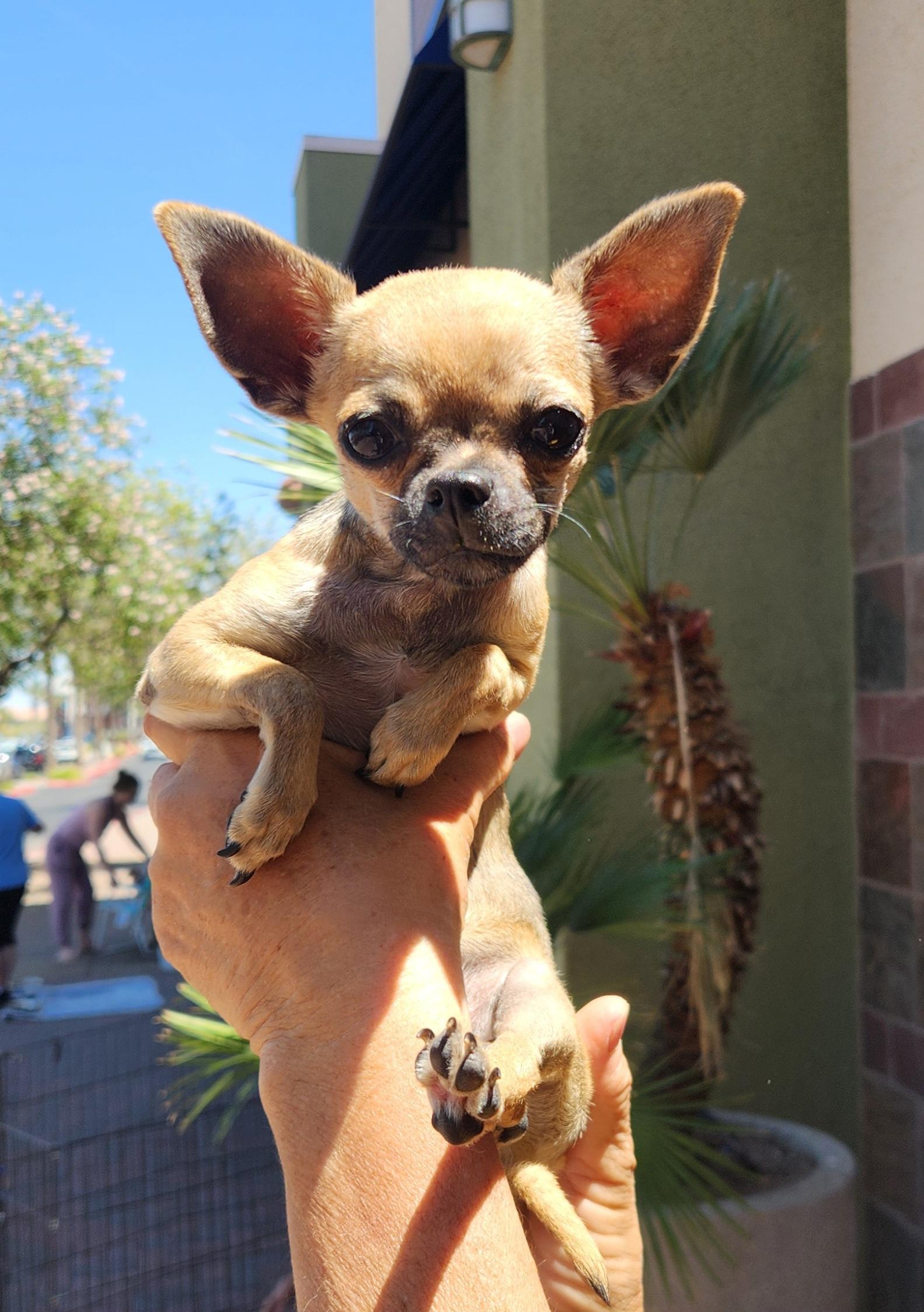 CHIQUITA, adopted, Puppy Female Chihuahua.