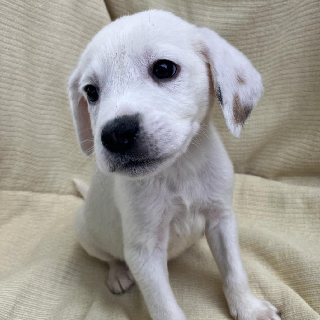Enlarge Todd from Sales, a Adoptable Mixed Breed in Pulaski, TN image 2/4