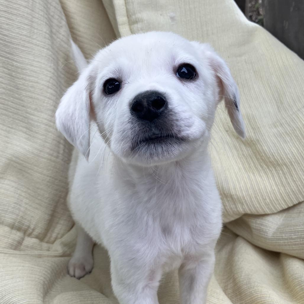Enlarge Todd from Sales, a Adoptable Mixed Breed in Pulaski, TN image 3/4