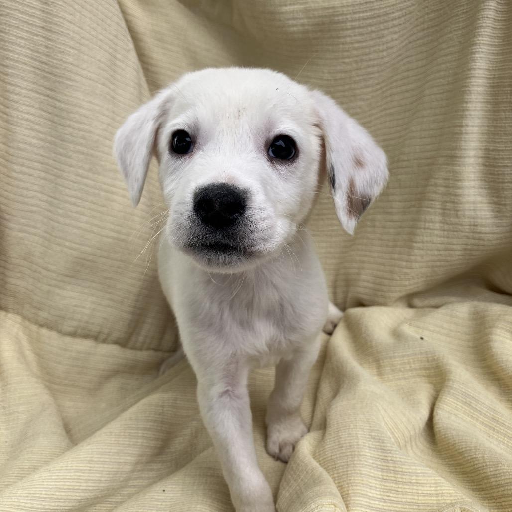Enlarge Todd from Sales, a Adoptable Mixed Breed in Pulaski, TN image 4/4
