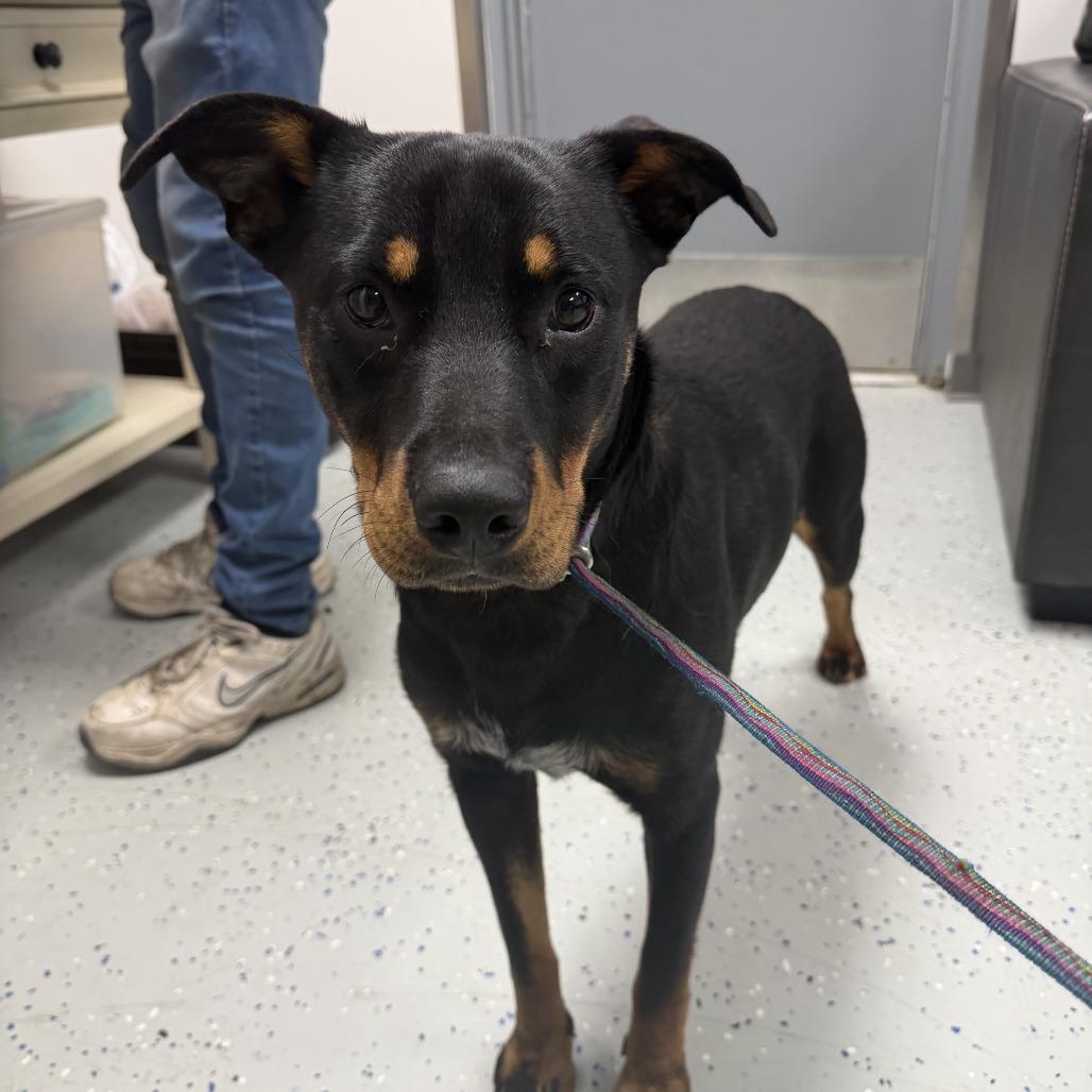 Enlarge Kylo, a Adoptable mixed breed in Falls Church, VA image 1/6
