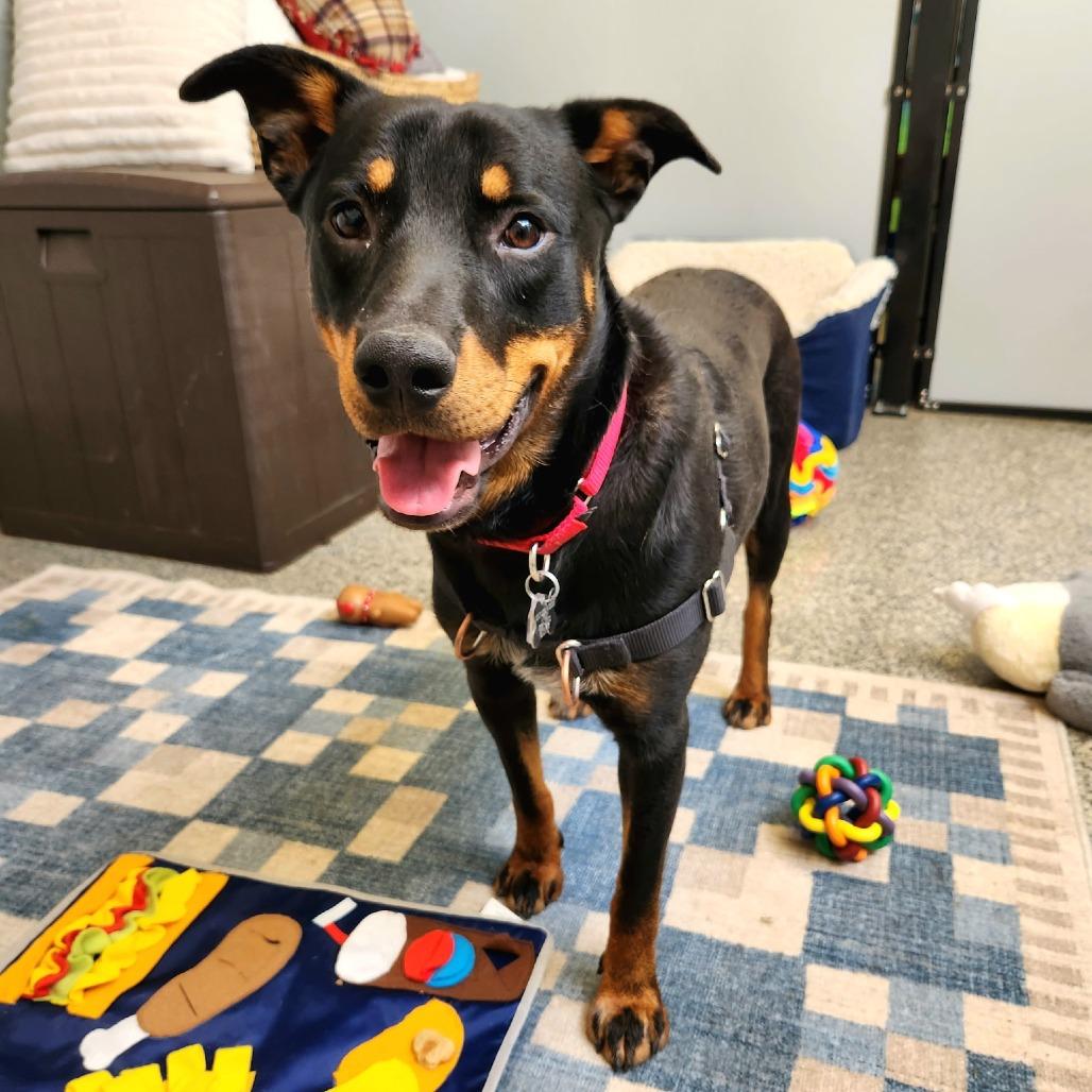 Enlarge Kylo, a Adoptable mixed breed in Falls Church, VA image 2/6