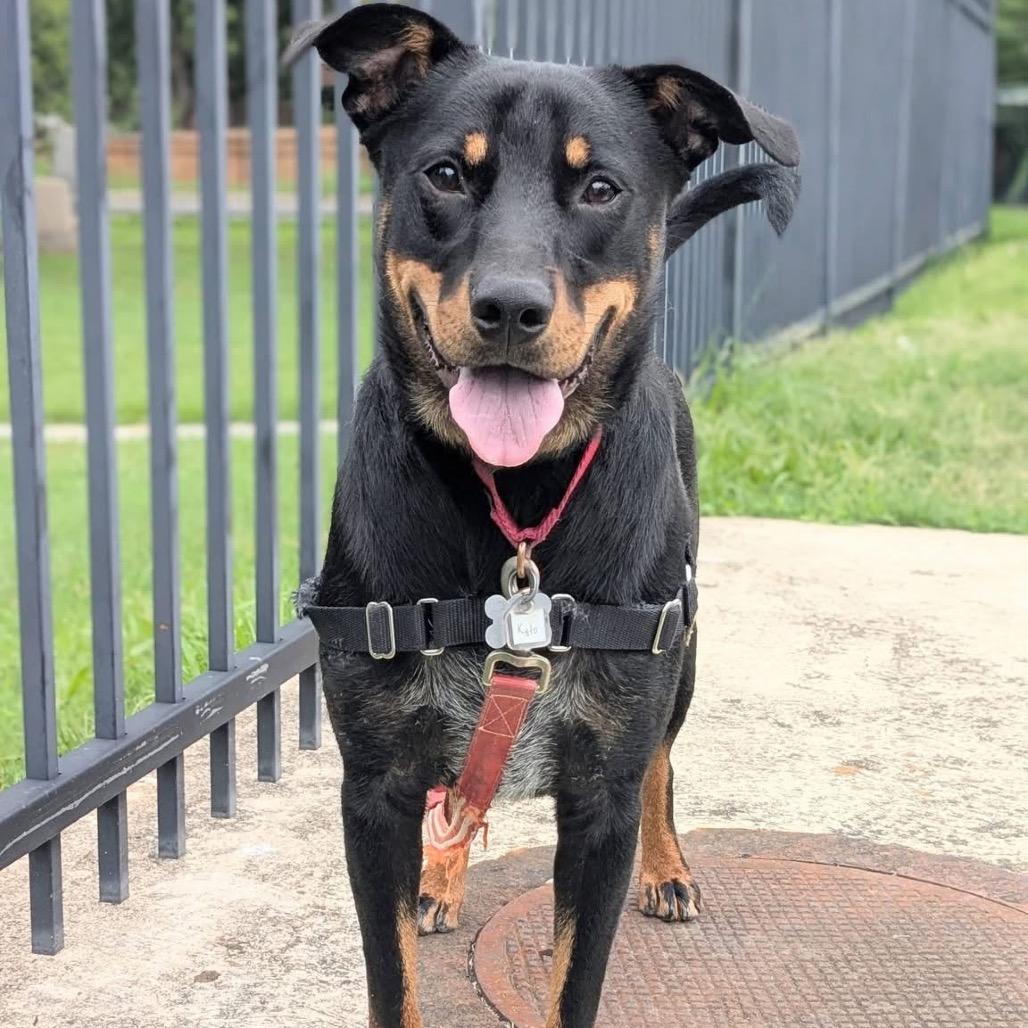 Enlarge Kylo, a Adoptable mixed breed in Falls Church, VA image 3/6
