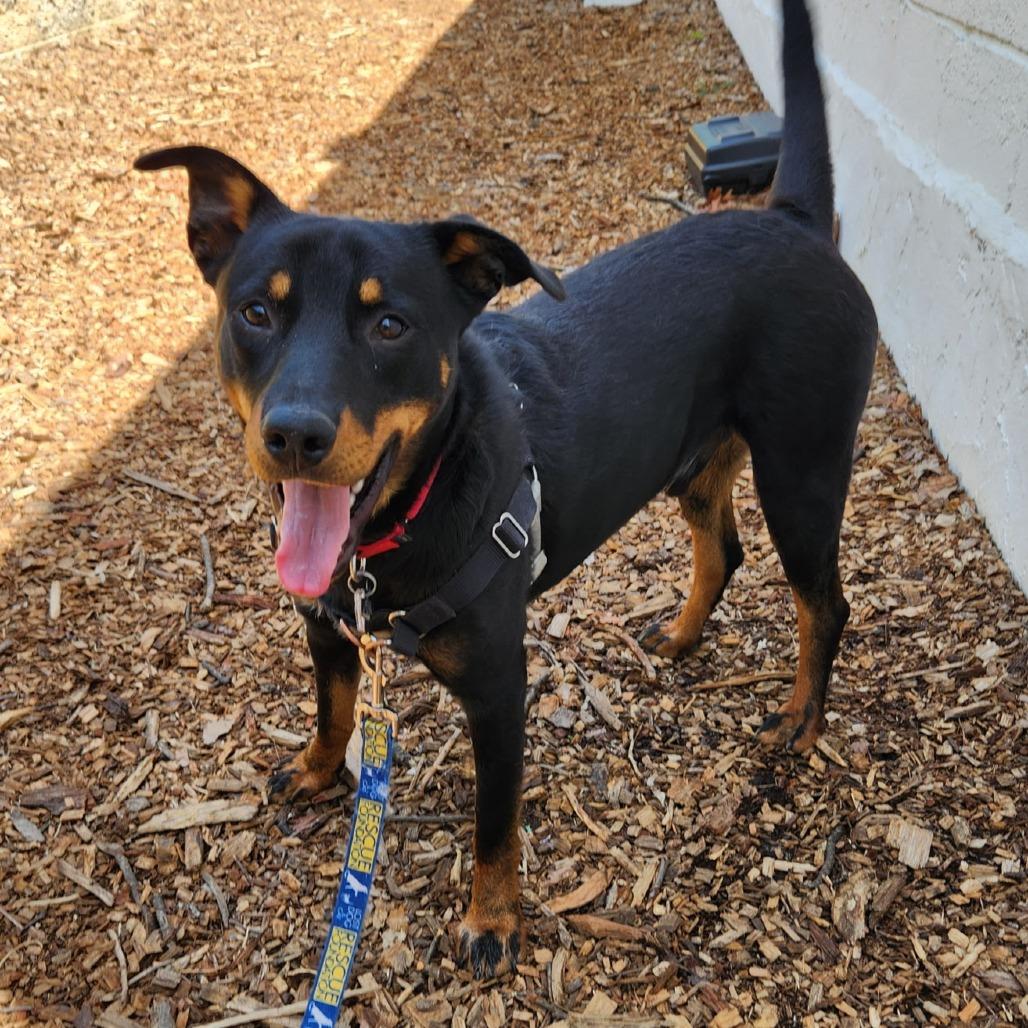 Enlarge Kylo, a Adoptable mixed breed in Falls Church, VA image 4/6